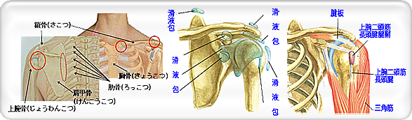 五十肩・四十肩の原因