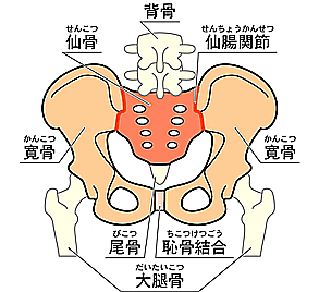 骨盤のメカニズム